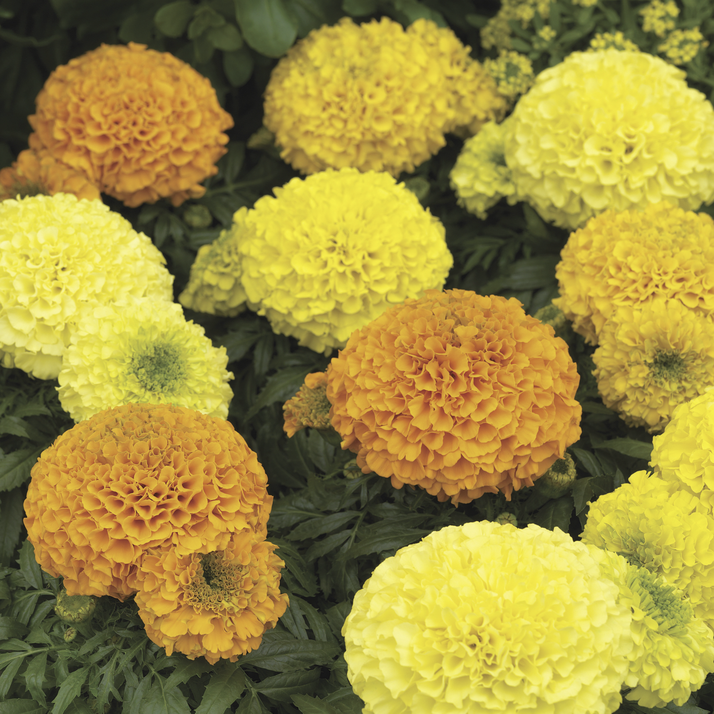 Antigua F1 Hybrid African Marigold (Syngenta flowers) - Farmers Stop