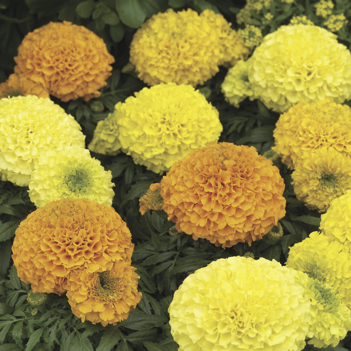 syngenta marigold seeds Antigua F1 Hybrid African Marigold Seeds – Farmers Stop