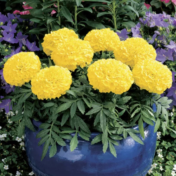 Antigua F1 Hybrid African Marigold (Syngenta flowers) - Farmers Stop