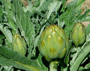 Artichoke Green Globe Seeds – 50 Seeds (Garden Festival)