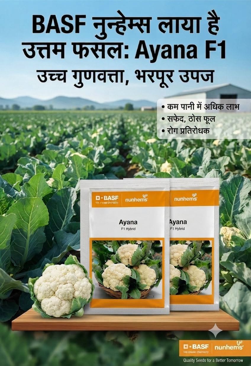 Ayana F1 Hybrid Cauliflower (BASF-Nunhems)