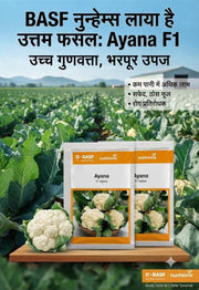 Ayana F1 Hybrid Cauliflower (BASF-Nunhems)