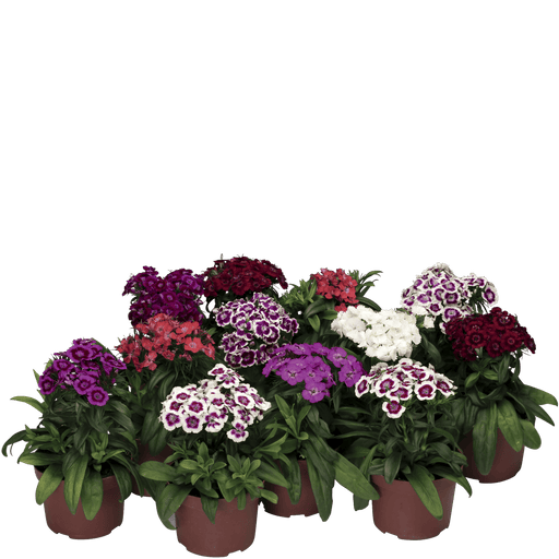 Dianthus Barbarini Mix (Syngenta flowers) - Farmers Stop