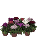 Dianthus Barbarini Mix (Syngenta flowers) - Farmers Stop