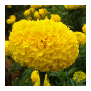 Bengal Yellow 359 F1 Hybrid Marigold (East West Seeds) - Farmers Stop
