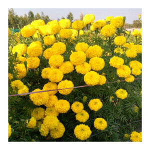 Bengal Yellow 359 F1 Hybrid Marigold (East West Seeds) - Farmers Stop