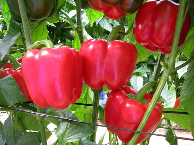 Nemalite F1 Hybrid Red Blocky Pepper – Dense upright plant with smooth red fruits, ideal for pre-packing and open-field farming