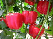 Nemalite F1 Hybrid Red Blocky Pepper – Dense upright plant with smooth red fruits, ideal for pre-packing and open-field farming