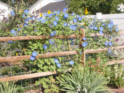 Ipomea Morning Glory - Blue (Garden Festival) - Farmers Stop