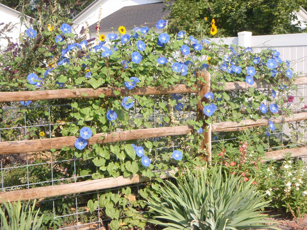 Ipomea Morning Glory - Blue (Garden Festival) - Farmers Stop