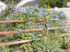 Ipomea Morning Glory - Blue (Garden Festival) - Farmers Stop
