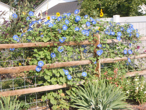 Ipomea Morning Glory - Blue (Garden Festival) - Farmers Stop