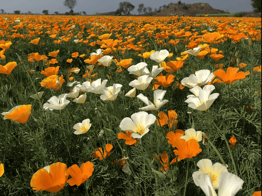 California Poppy - Eschscholtzia Mix (Garden Festival) - Farmers Stop