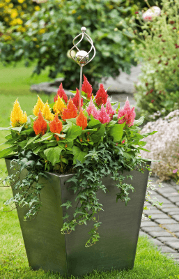 Glorious - Celosia plumosa | Boasts vibrant, feather-like blooms (Benary, Germany) - Farmers Stop