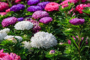 China Aster Bonita flower seeds with colourful fully double pompon-shaped blooms for gardens and cut flower cultivation.