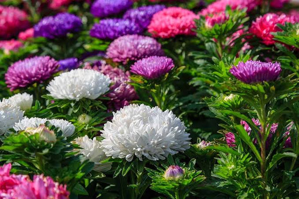 China Aster Bonita flower seeds with colourful fully double pompon-shaped blooms for gardens and cut flower cultivation.