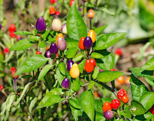 Ornamental Chilly (Capsicum) Choice Round  Mix
