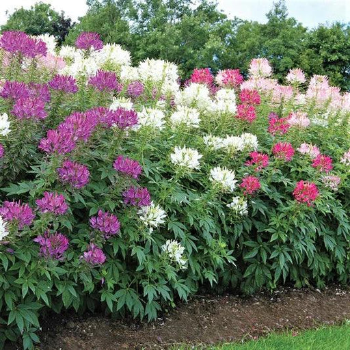 Cleome Spinosa Mix (Garden Festival's) - Farmers Stop