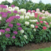 Cleome Spinosa Mix (Garden Festival's) - Farmers Stop