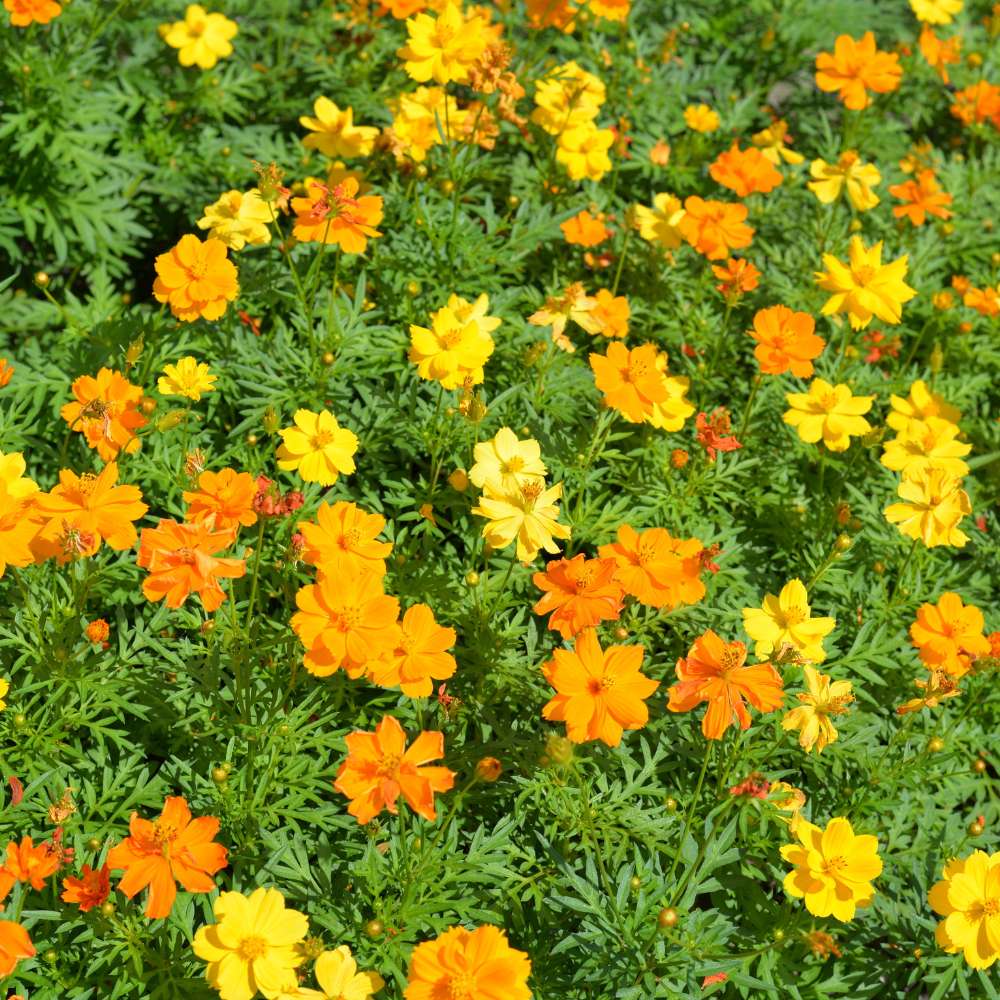Cosmos Bipinnatus Brightlight Mix (Garden Festival) - 1000 Seeds