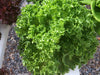 Cristabel - Dark Green Leaves Lettuce (Enza Zaden) - Farmers Stop