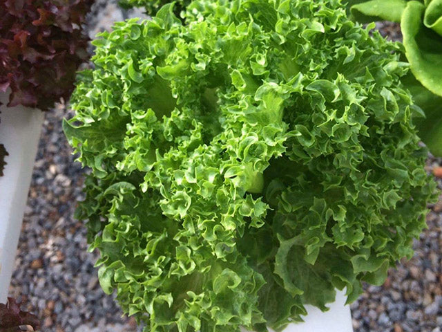 Cristabel - Dark Green Leaves Lettuce (Enza Zaden) - Farmers Stop