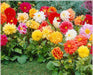 Dahlia Unwins Hybrid - Big Flowers (Garden Festival's) - Farmers Stop
