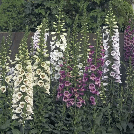 Digitalis (Foxglove) F1 Hybrid Seeds Mix (Garden Festival)