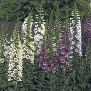Digitalis (Foxglove) F1 Hybrid Seeds Mix (Garden Festival)
