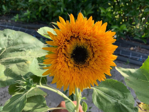 Ornamnetal Sunflower - for Cut Flower (Garden Festival)