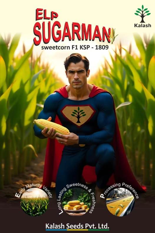 ELP SUGARMAN KSP-1809 F1 Hybrid Sweet corn (Kalash seeds) - Farmers Stop