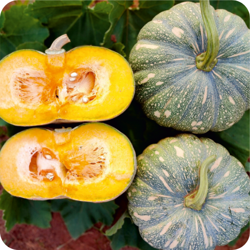 EZ PK 118 F1 Hybrid Pumpkin Seeds (Enza Zaden)