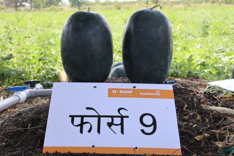 Force 9 F1 Hybrid Watermelon Seeds (Nunhems)