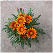 Gazania Sunshine Hybrid Mix (Garden Festival)
