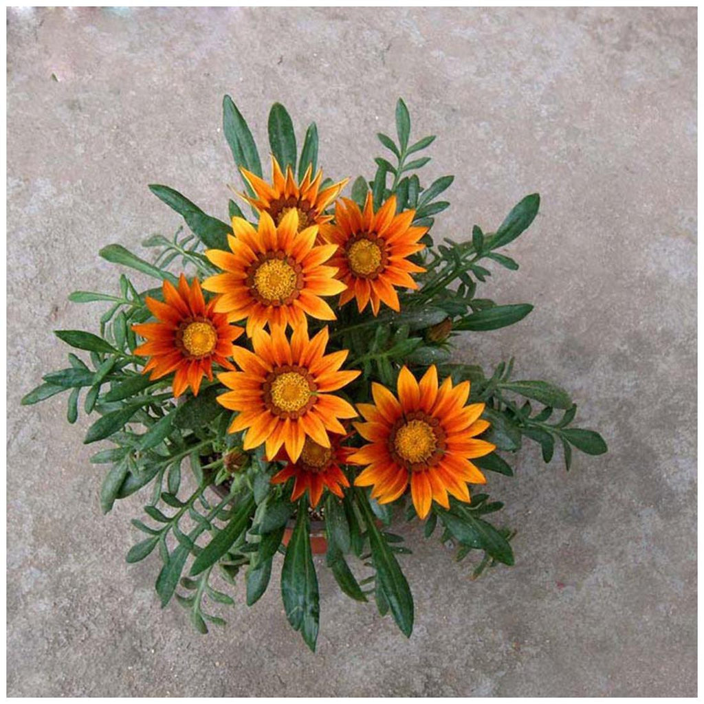Buy Gazania Sunshine Hybrid Mix Seeds Online