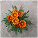 Gazania Sunshine Hybrid Mix (Garden Festival)