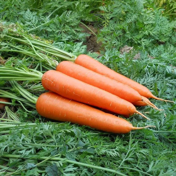 Best Quality Orange F1 Hybrid Carrot (Garden Festival) - Farmers Stop