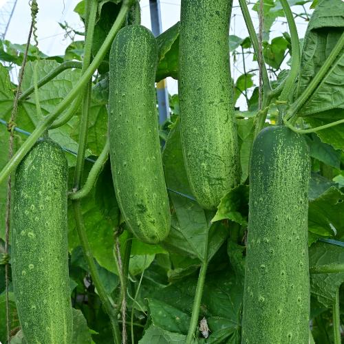 Kritika F1 Cucumber Seeds (Enza Zaden) - Farmers Stop