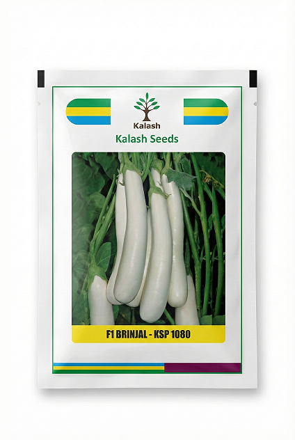 KSP 1080 F1 Hybrid White Long Brinjal (Kalash Seeds)