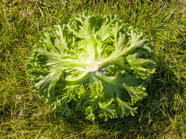 Cristabel - Dark Green Leaves Lettuce (Enza Zaden) - Farmers Stop