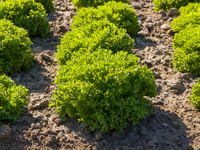 Cristabel - Dark Green Leaves Lettuce (Enza Zaden) - Farmers Stop