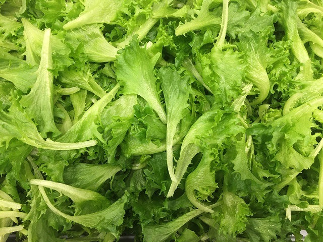 Cristabel - Dark Green Leaves Lettuce (Enza Zaden) - Farmers Stop