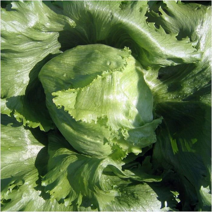 Great Lakes Iceberg Lettuce Seeds (Farmer Seed) - Farmers Stop