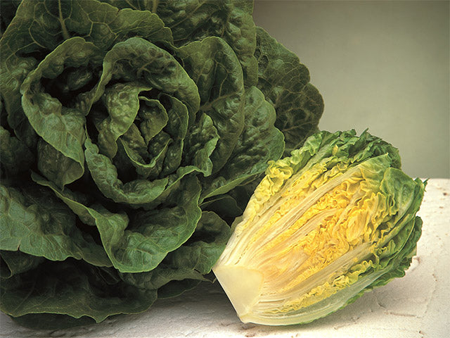 Xanadu Mini Romaine Lettuce – Enza Zaden