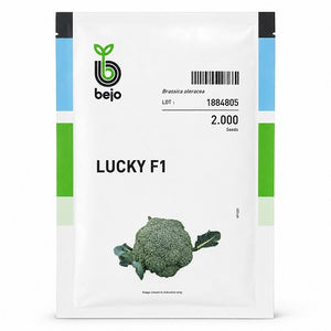 Lucky Broccoli Seeds by Bejo – Early variety with solid 500–700g fresh-green heads