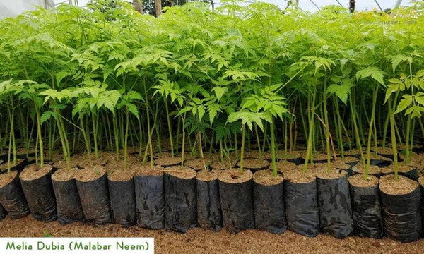 Malabar Neem (Melia dubia) Tree Seeds - Farmers Stop