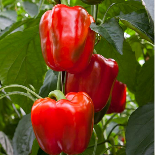 Marletta F1 Red Blocky Capsicum for Polyhouse (Enza Zaden)