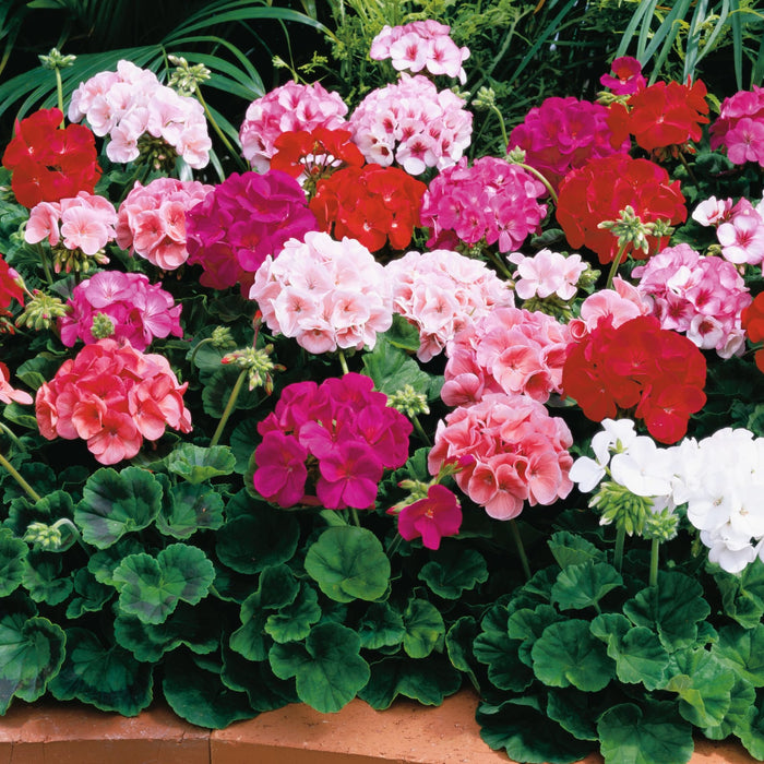 Geranium Maverick Hybrid Mix (Syngenta Flowers) - Farmers Stop