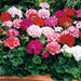 Geranium Maverick Hybrid Mix (Syngenta Flowers) - Farmers Stop