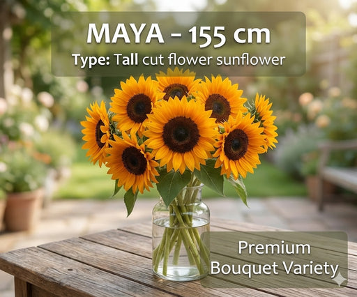 MAYA Sunflower - for Cut Flower (Garden Festival)